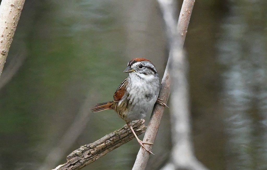 Sparrow, Swamp, 2018-05031044 Bolton Flatts WMA, MA.JPG - Swamp Sparrow. Bolton Flatts Wildlife Management Area, MA, 5-3-2018